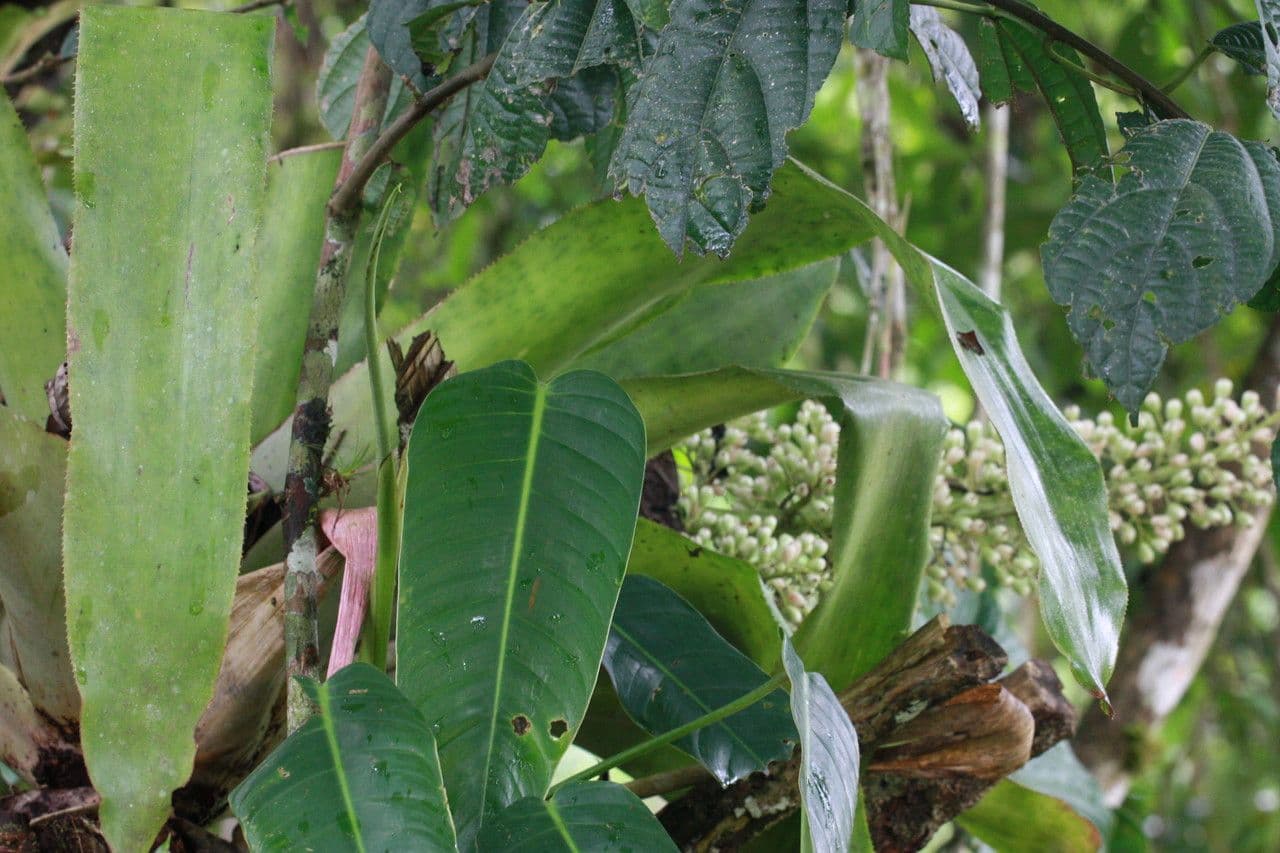 Aechmea 22