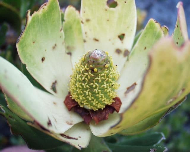 Leucadendron 5