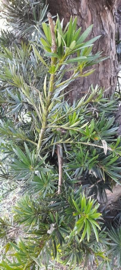 Podocarpus 5