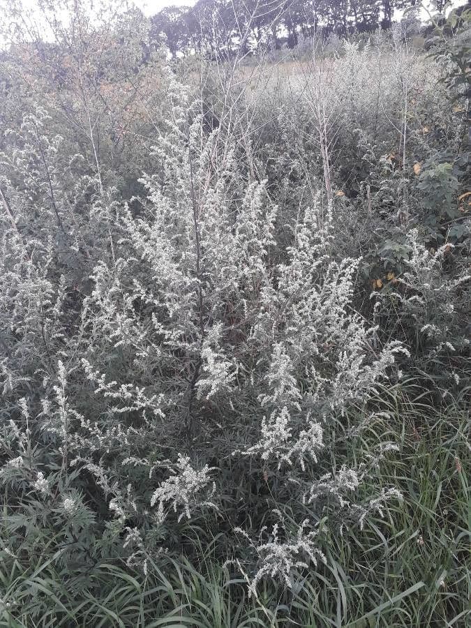 Artemisia tridentata 9