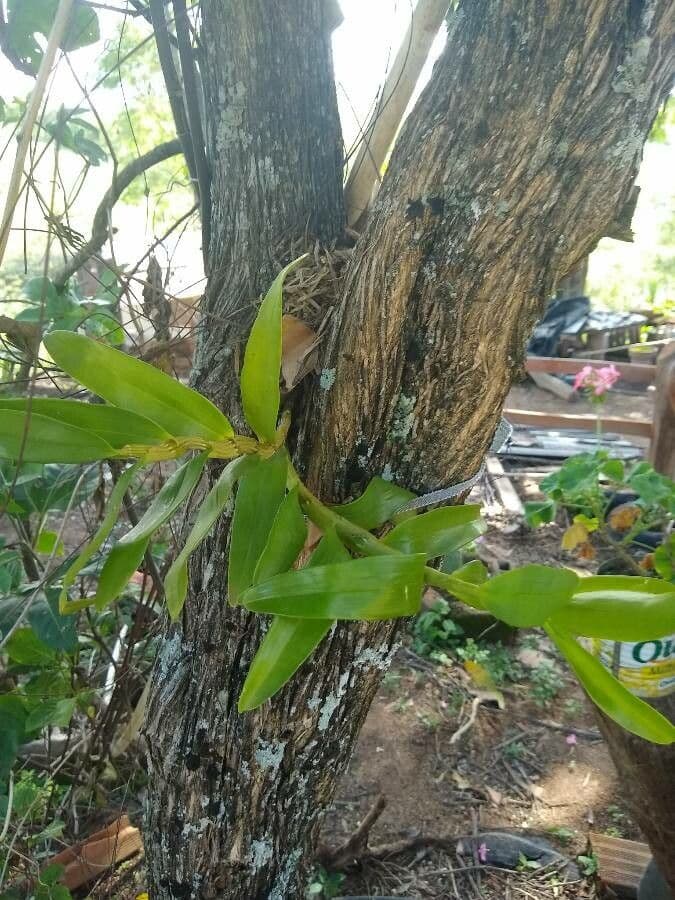 Epidendrum ibaguense 21