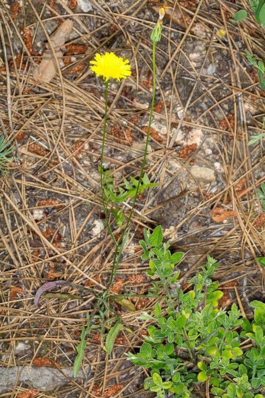 Hypochaeris cretensis 2