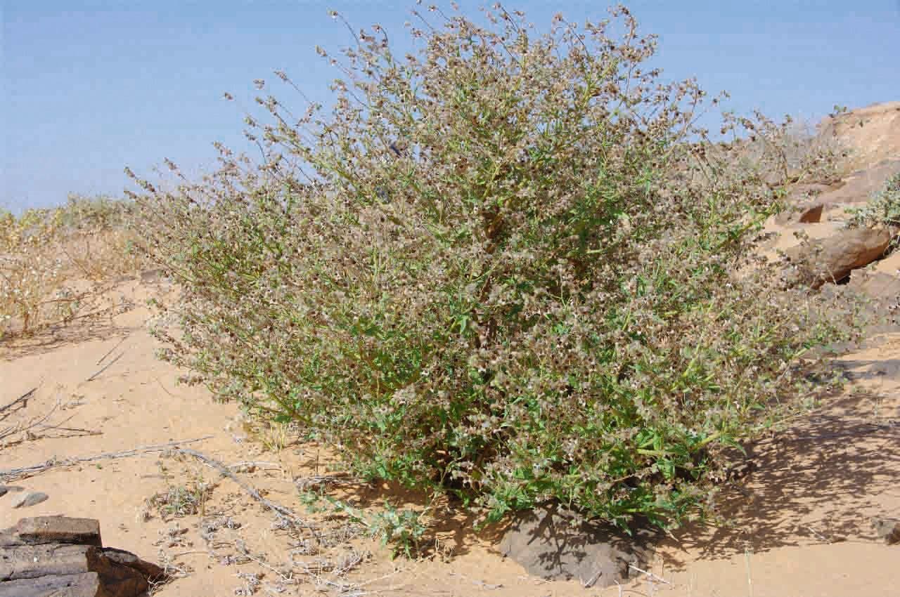 Trichodesma 5