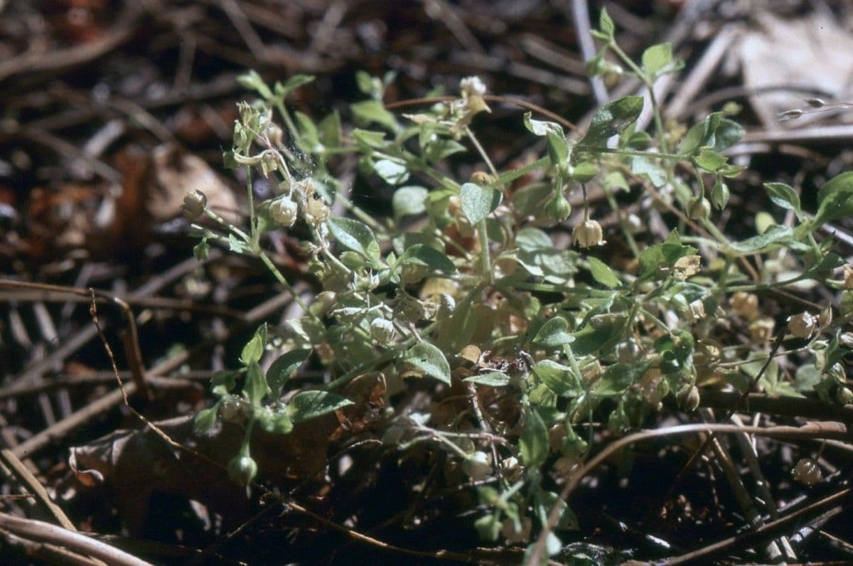 Moehringia 9