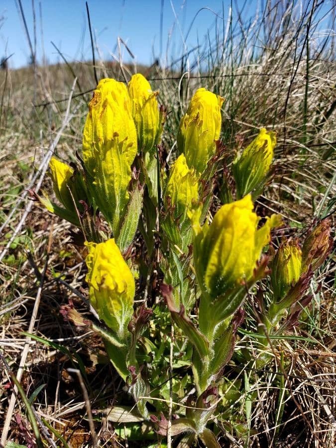 Castilleja levisecta 2