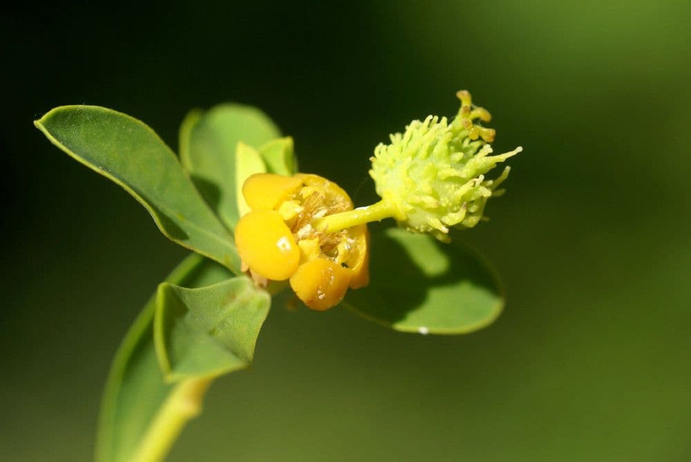 Euphorbia 26