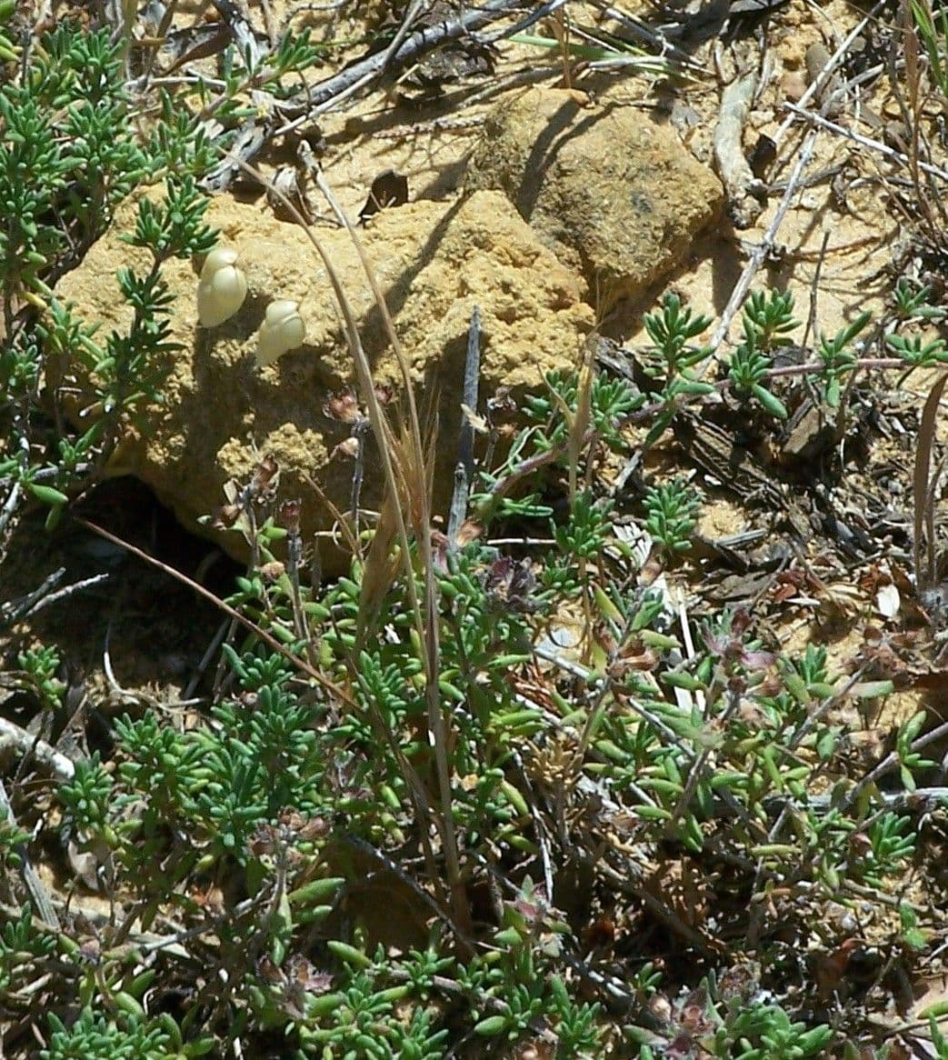 Sonaglini 12