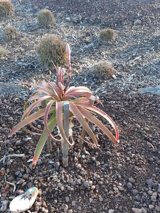Aloe 5