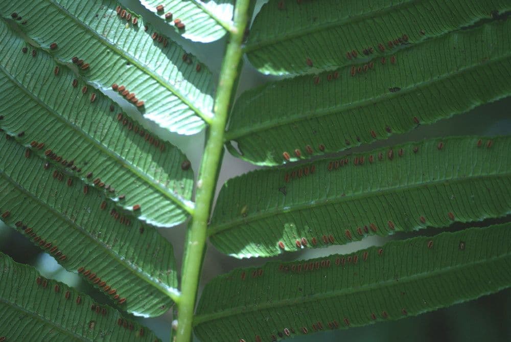 Ptisana 8