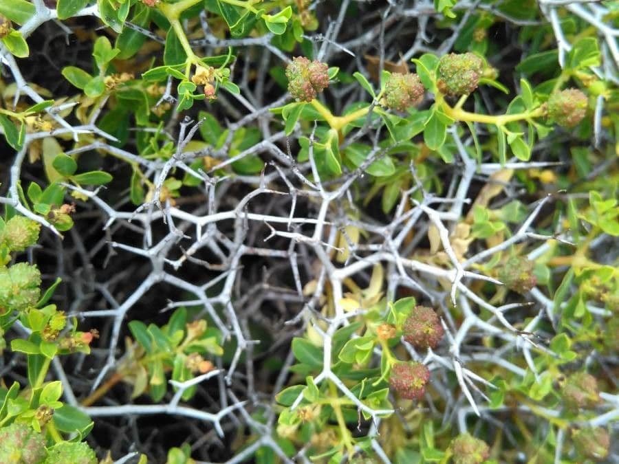 Euphorbia 23