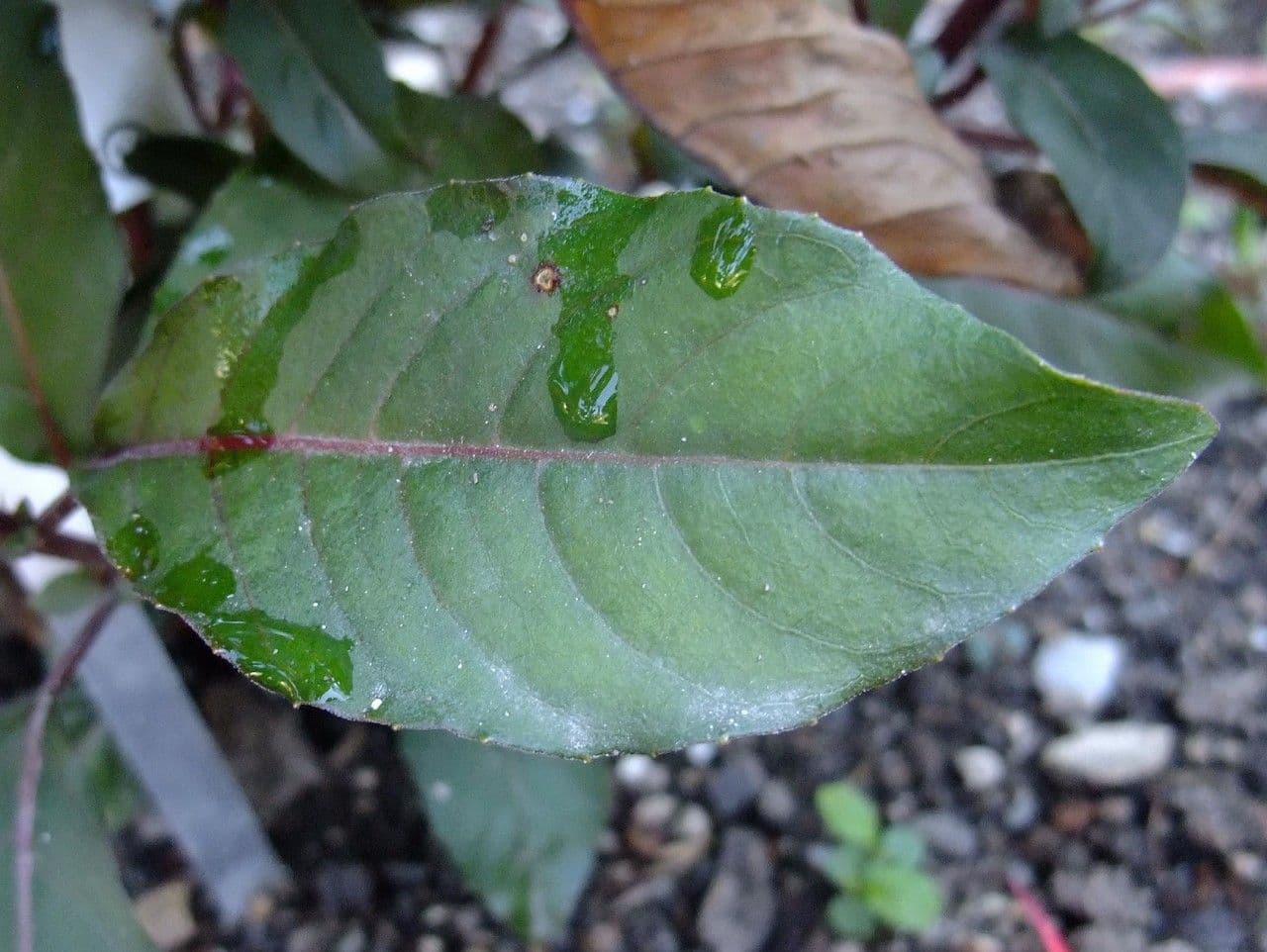 Fuchsien 10