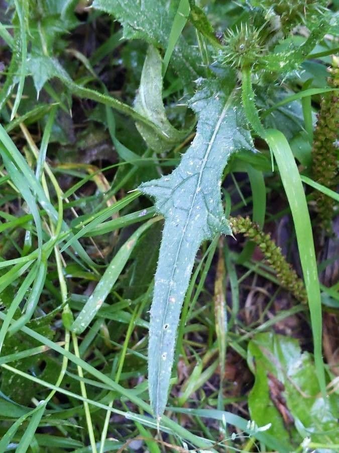 Weg-Distel 17