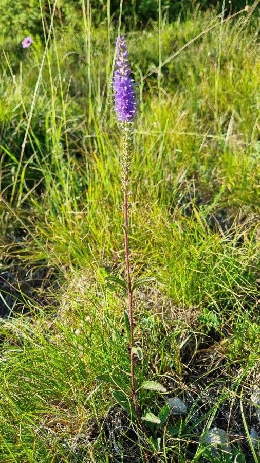 Veronica spigata 13
