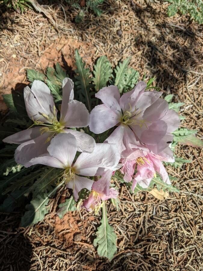 Enagra cespitosa 4