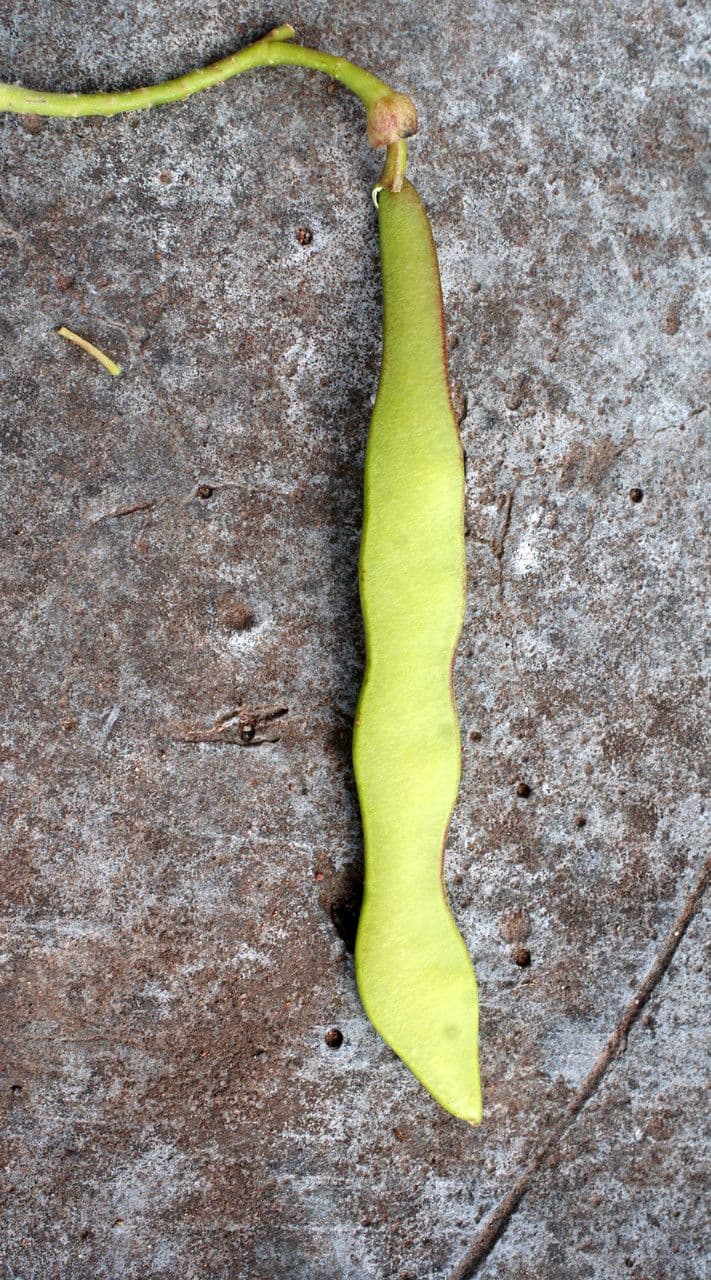 Lonchocarpus 4