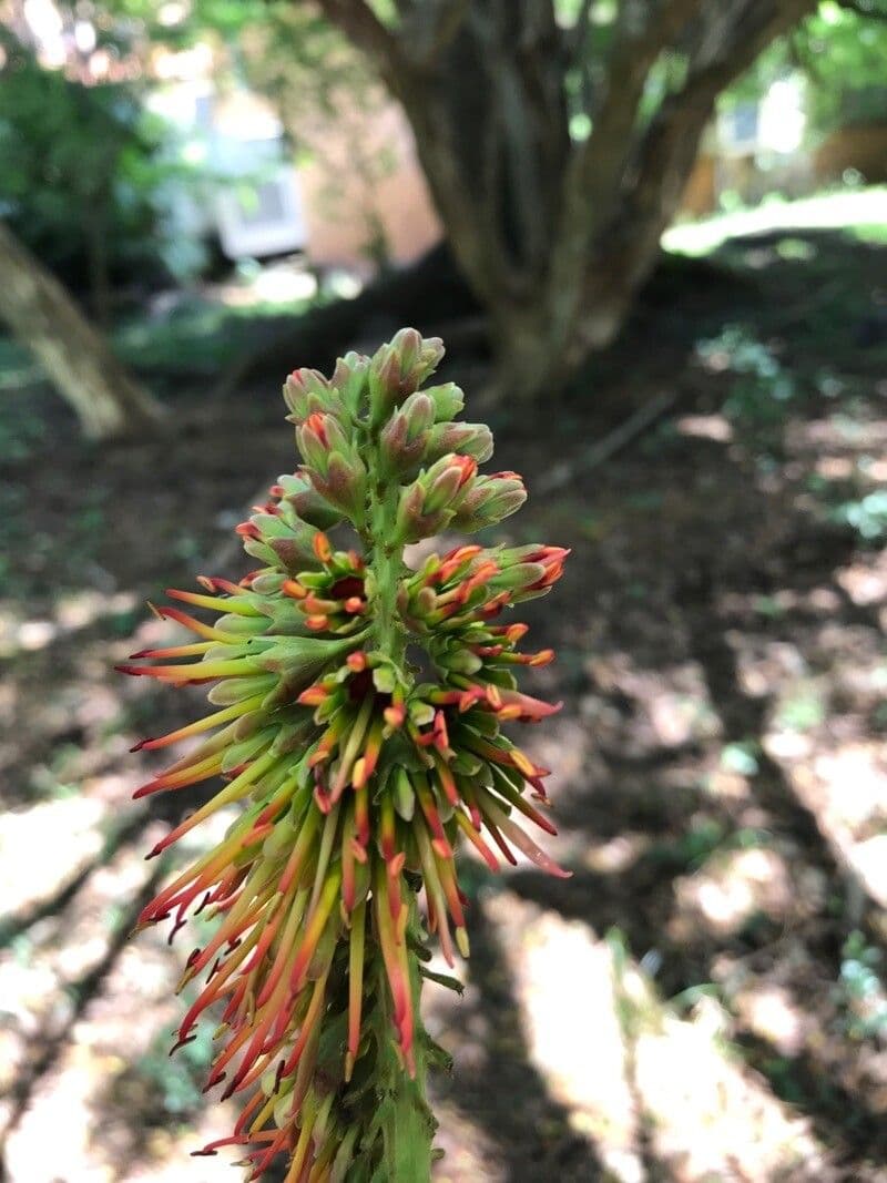 Acrocarpus 3
