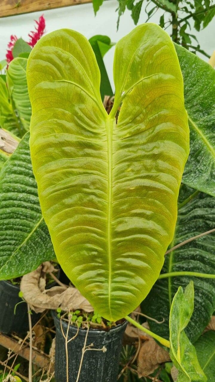 Anturio 10