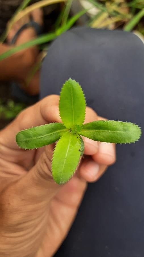 Mutisia 11