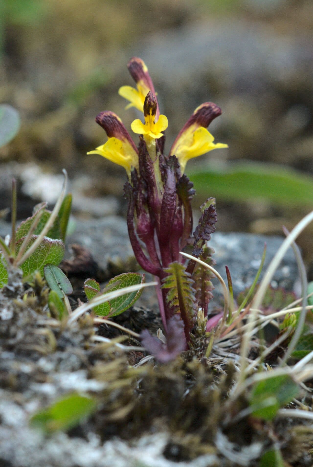 Pedicularis flammea 5