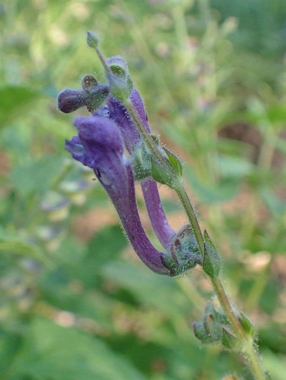 Tarczyca Columny 14