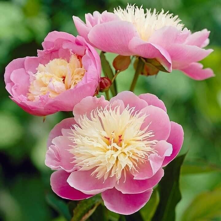 Peonia 8