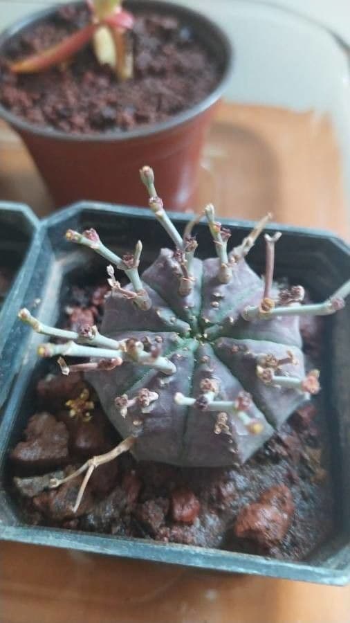 Melonensporn 11