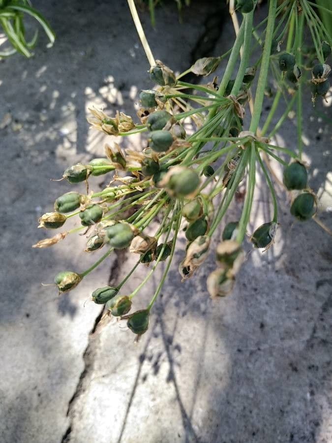Nothoscordum 4