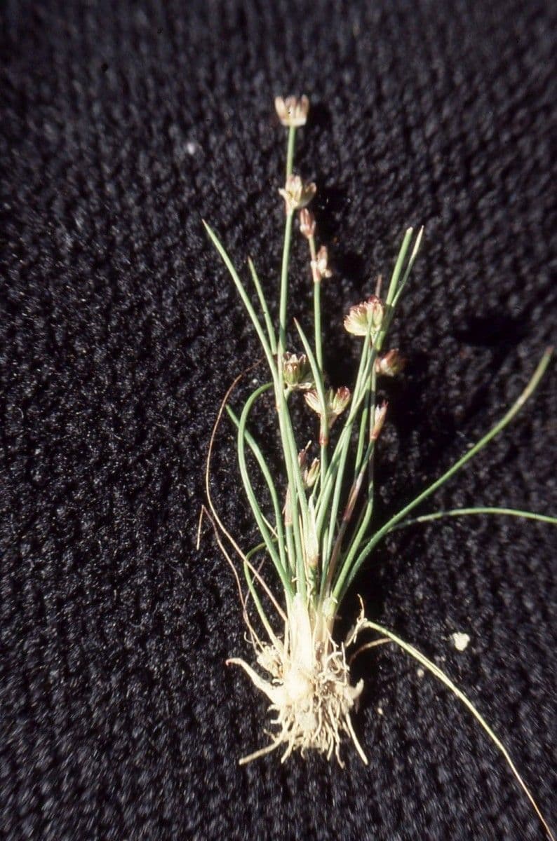 Eleocharis ovata 12