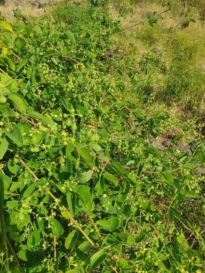 Helinus integrifolius 13