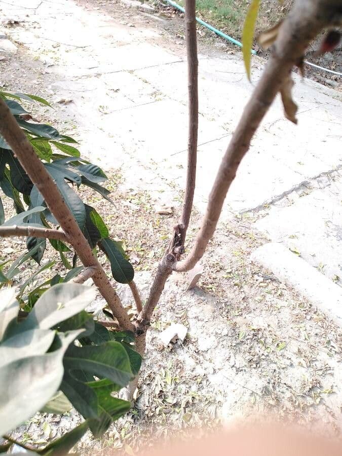 Jatropha integerrima 24