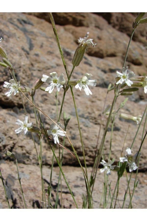 Silene 8