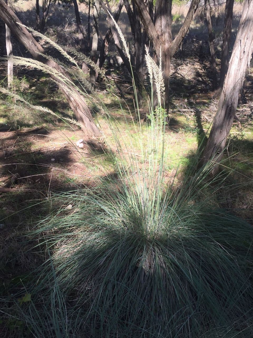 Muhlenbergia 6