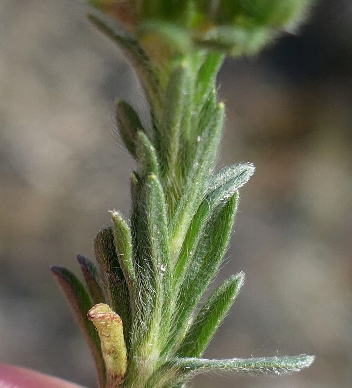 Neatostema apulum 18