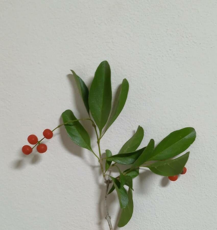 Citharexylum 23