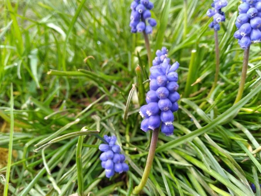 Muscari azzurro 6