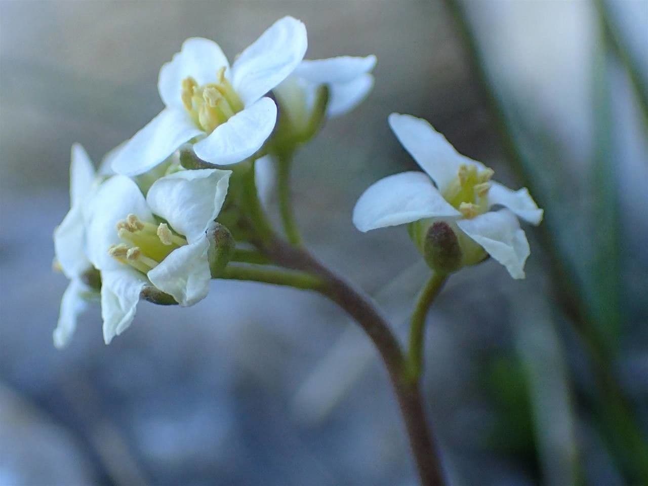 Iberidella alpina 8