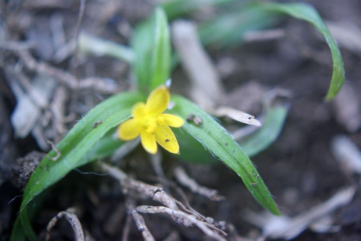 Hypoxis 6