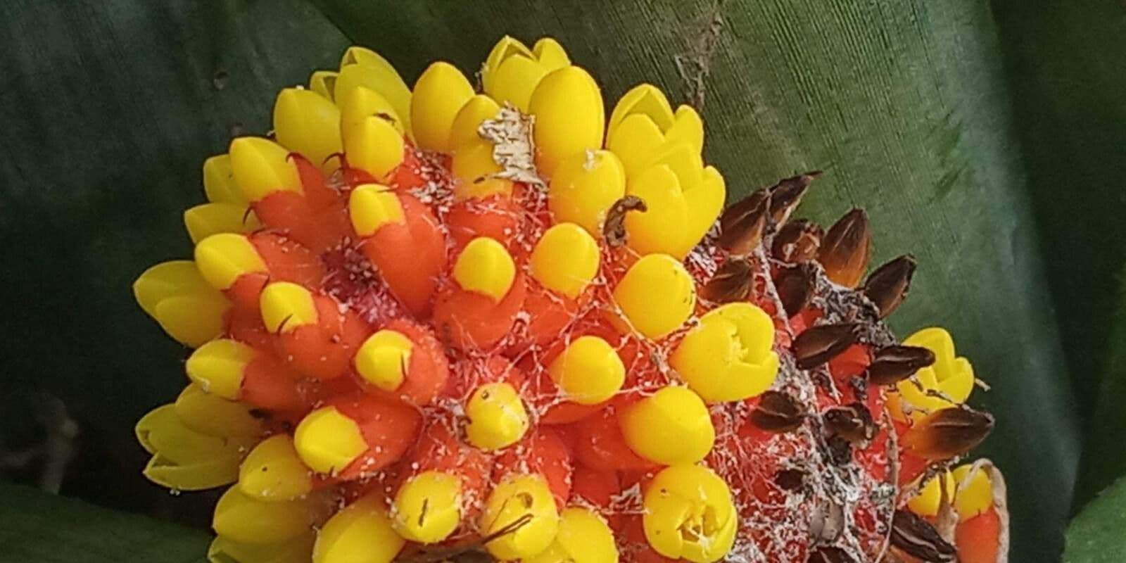 Aechmea 5