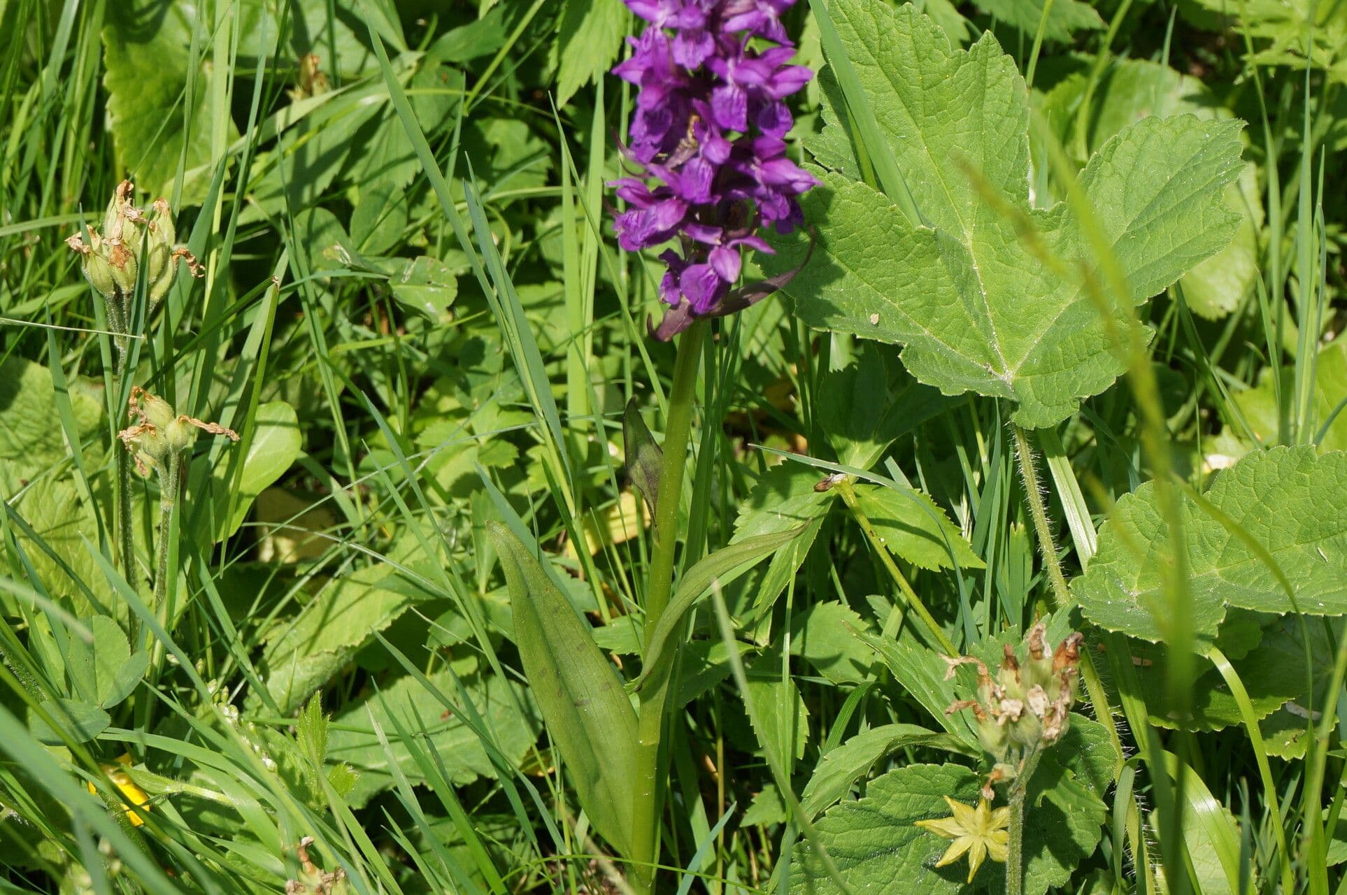 Orchidea palustre purpurea 6