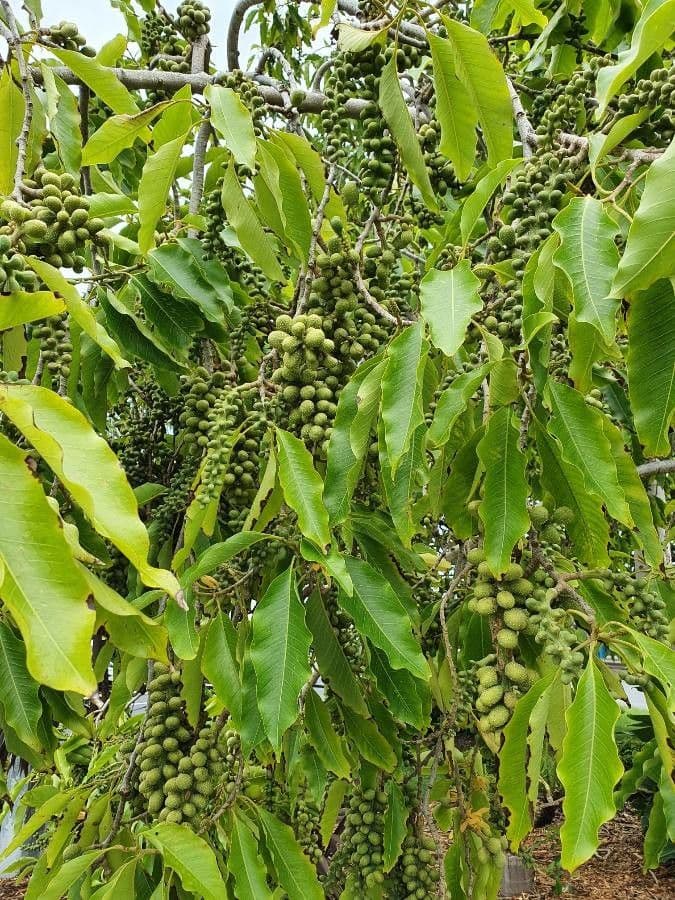 Magnolia champaca 16