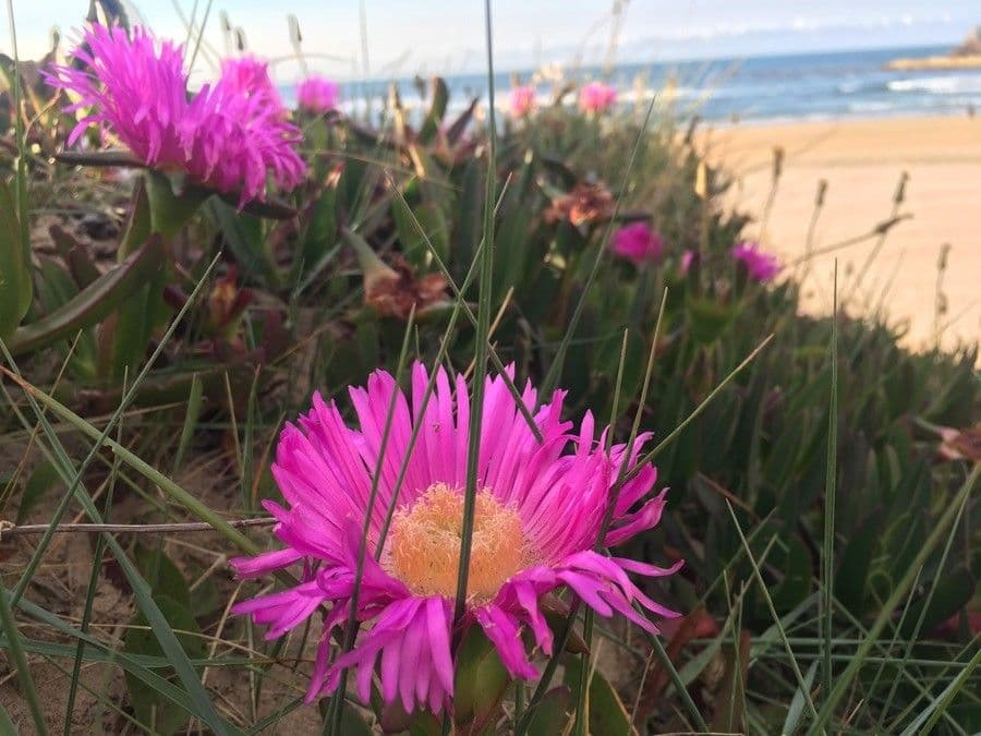 Fico degli Ottentotti 6