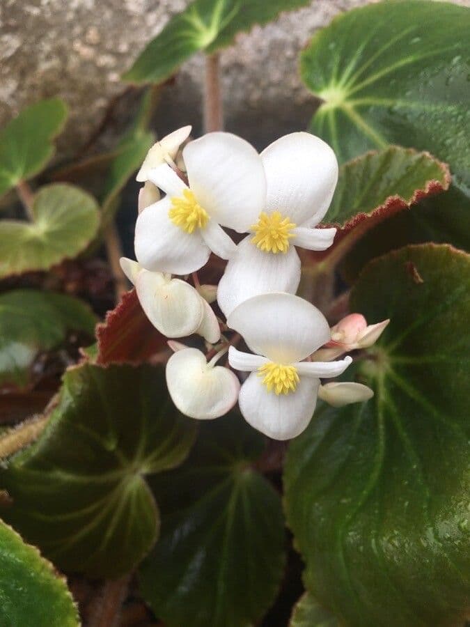 Begonia