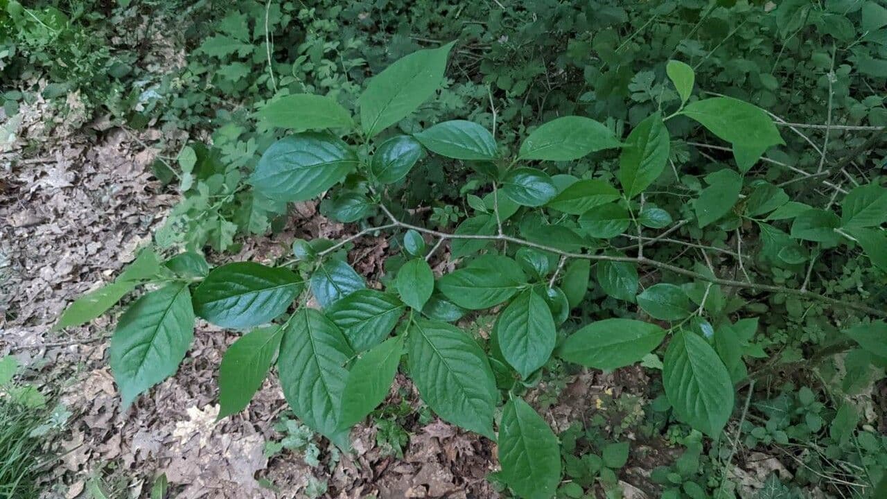 Lindera benzoin 27