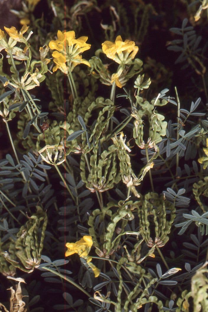 Ipocreptide delle Baleari 8