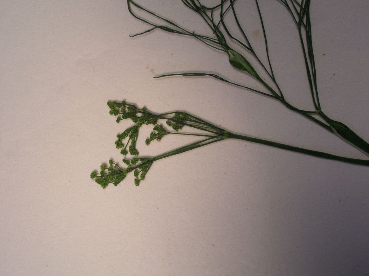 Dill 26