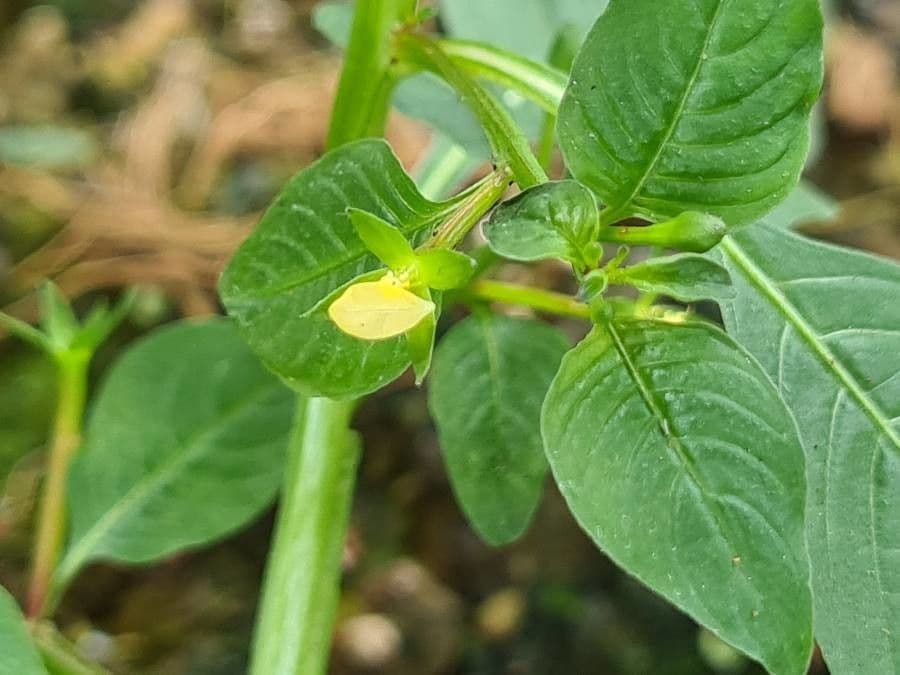 Ludwigia 5