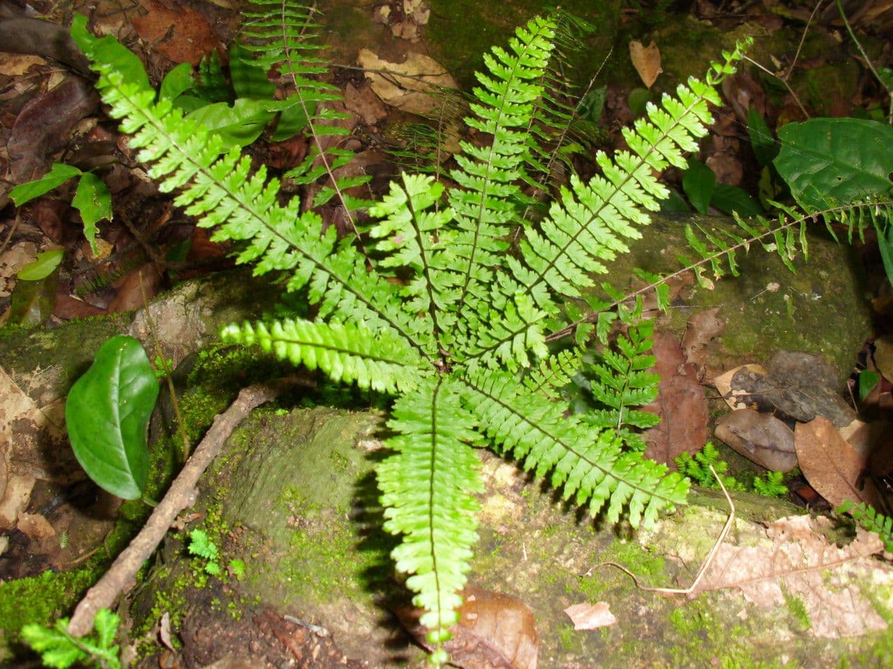 Asplénium élégant 2