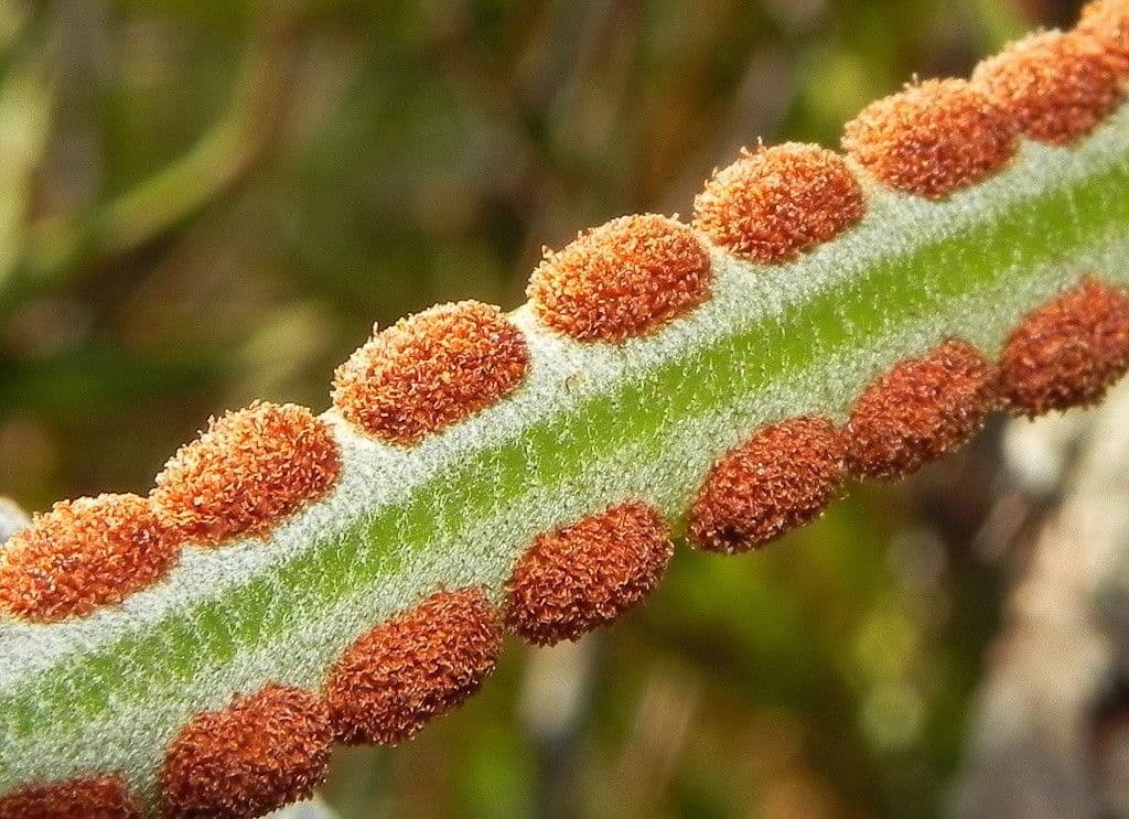 Pyrrosia