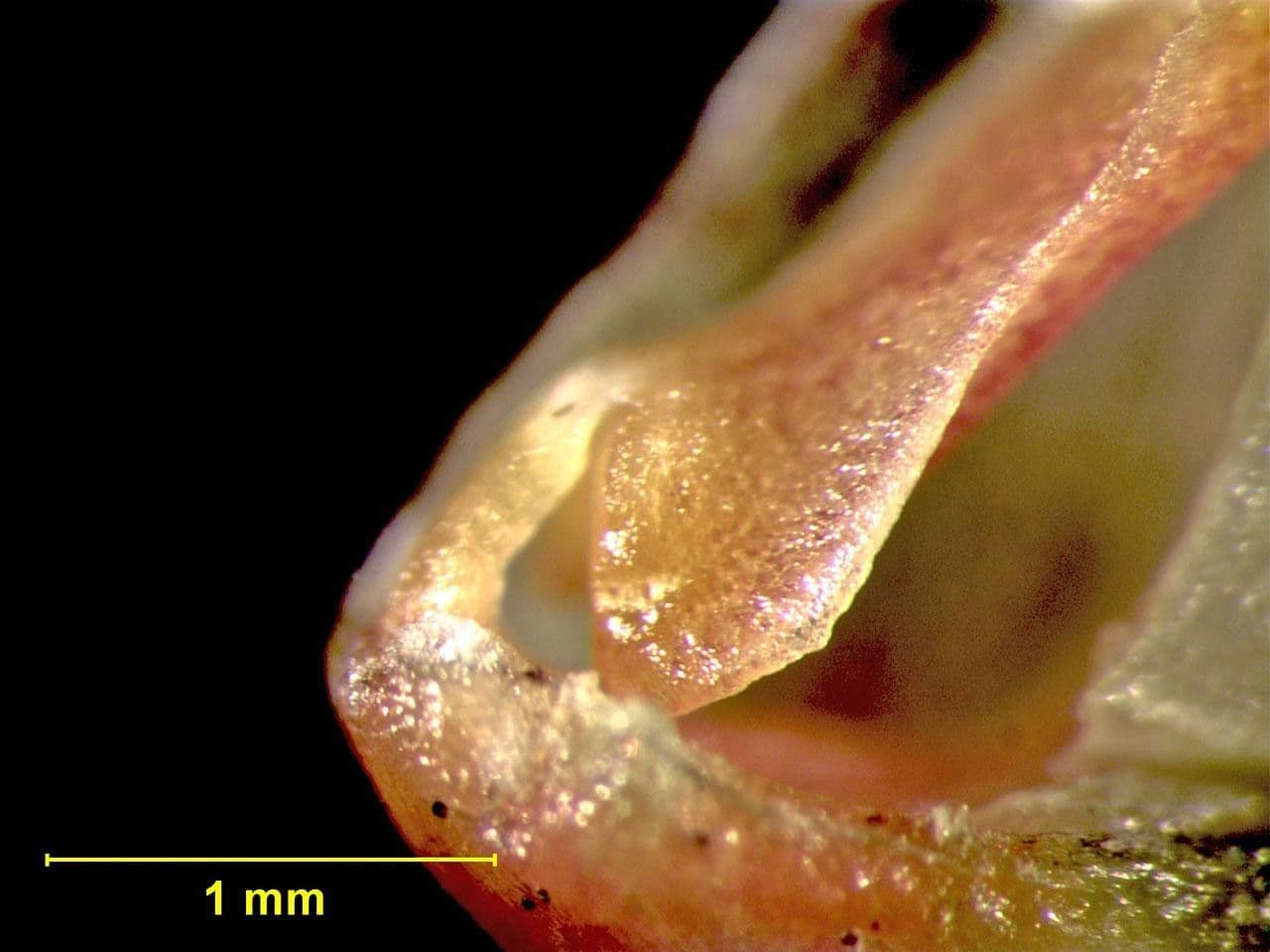 Masdevallia 14