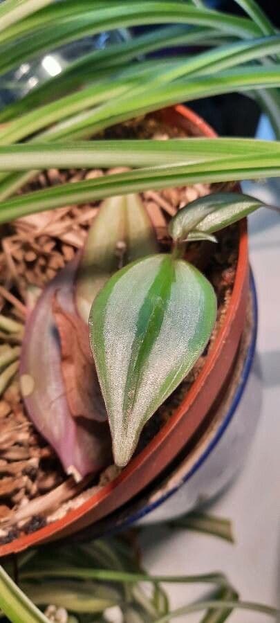 Tradescantia 15